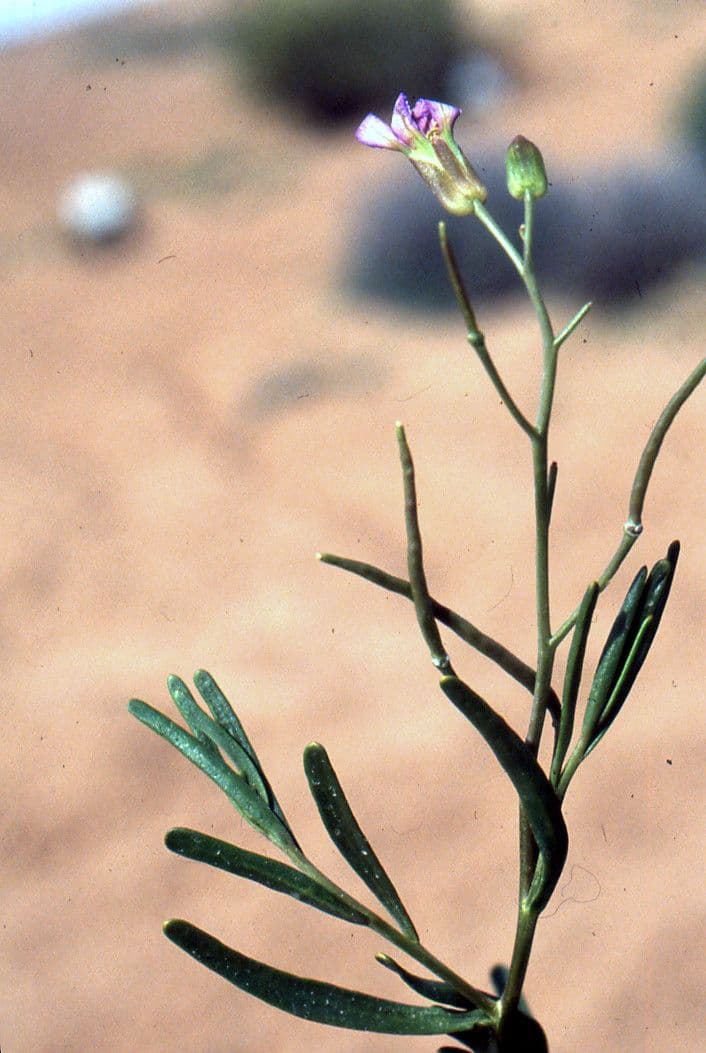 Henophyton 8