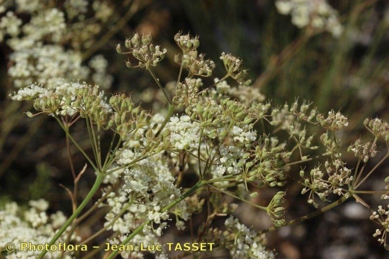 Pimpinella tragium 21