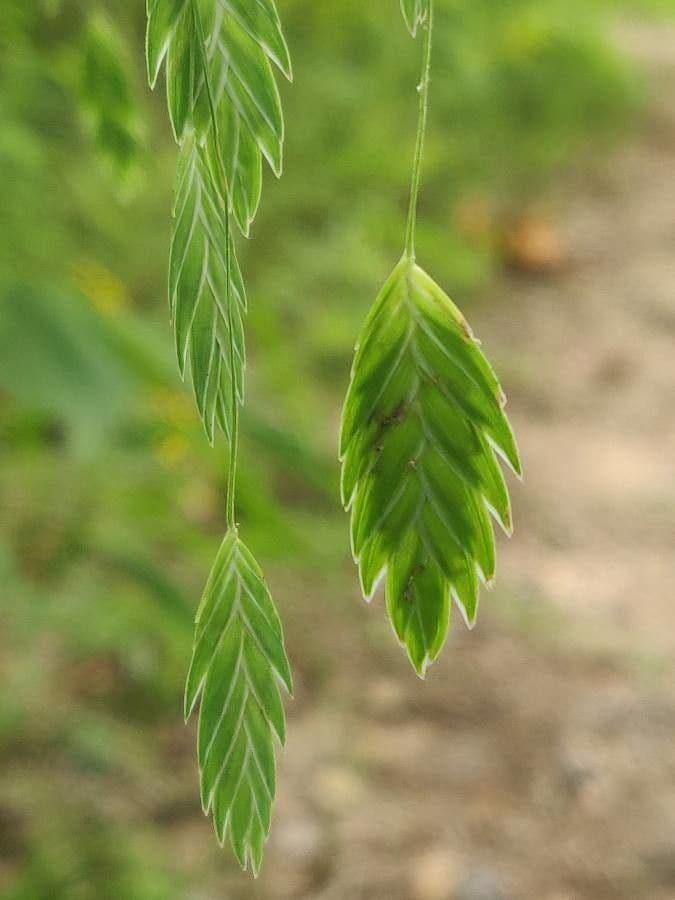 Chasmanthium latifolium 16