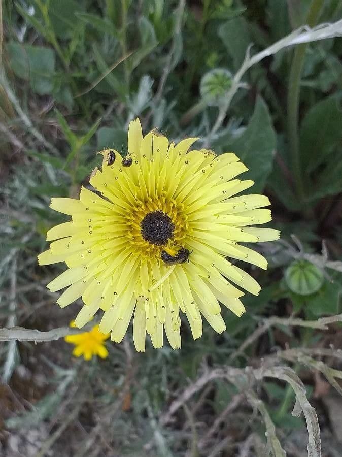 Tolpis barbata 8