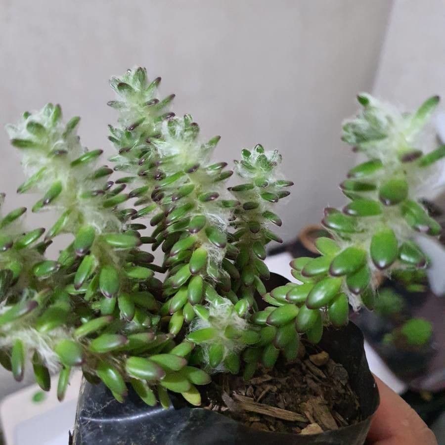 Portulaca 7