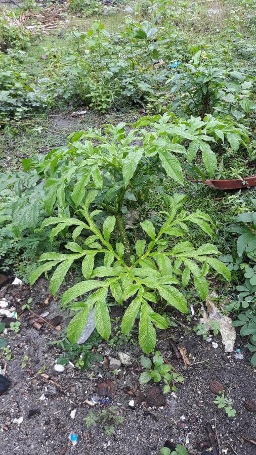 Patata talinga 20