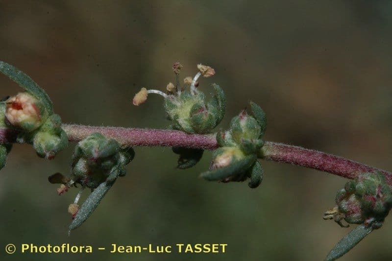 Bassia prostrata 5