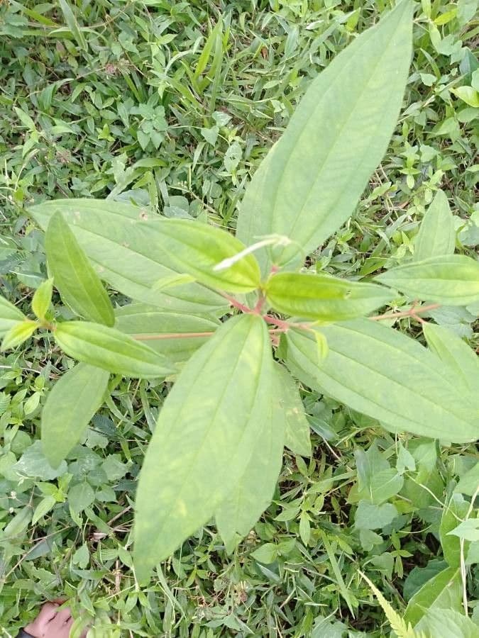 Melastoma 5