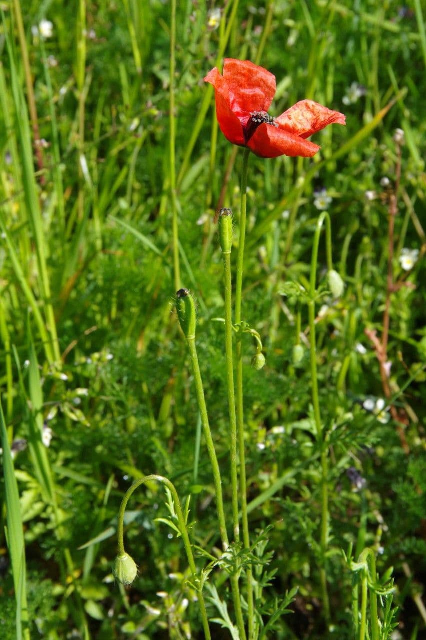 Sand-Mohn 12