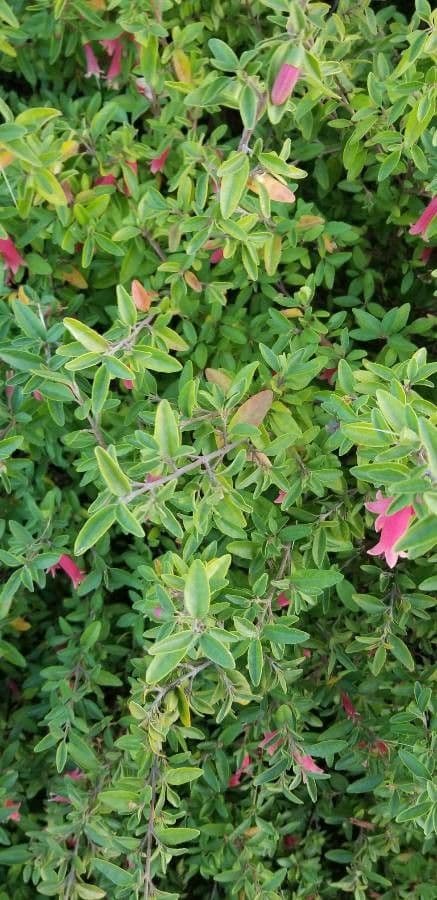 Penstemon borylistý 11