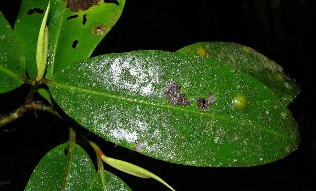 Ardisia 16
