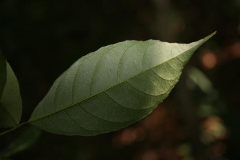 Rinorea 5