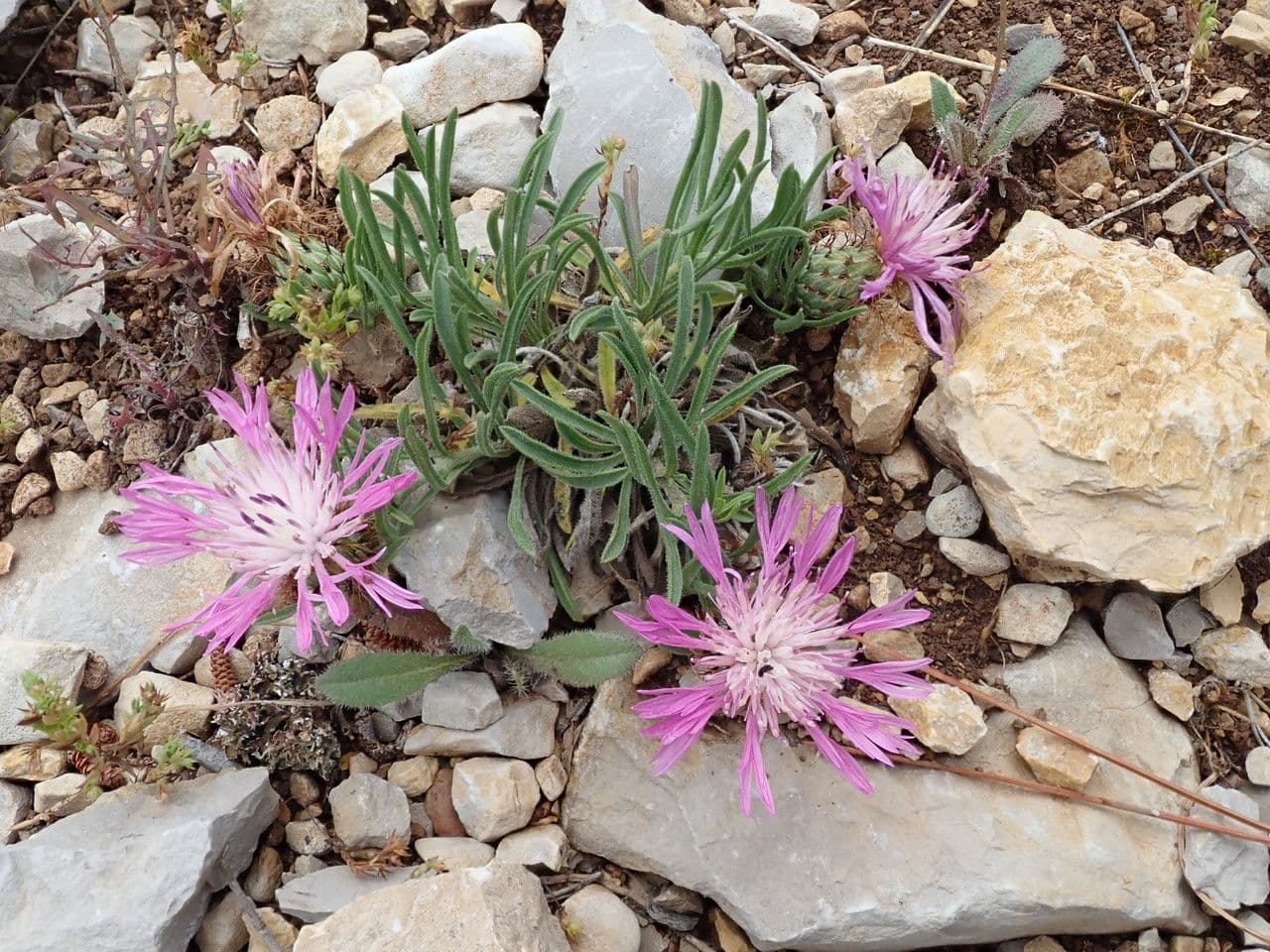 Leinblättrige Flockenblume 3