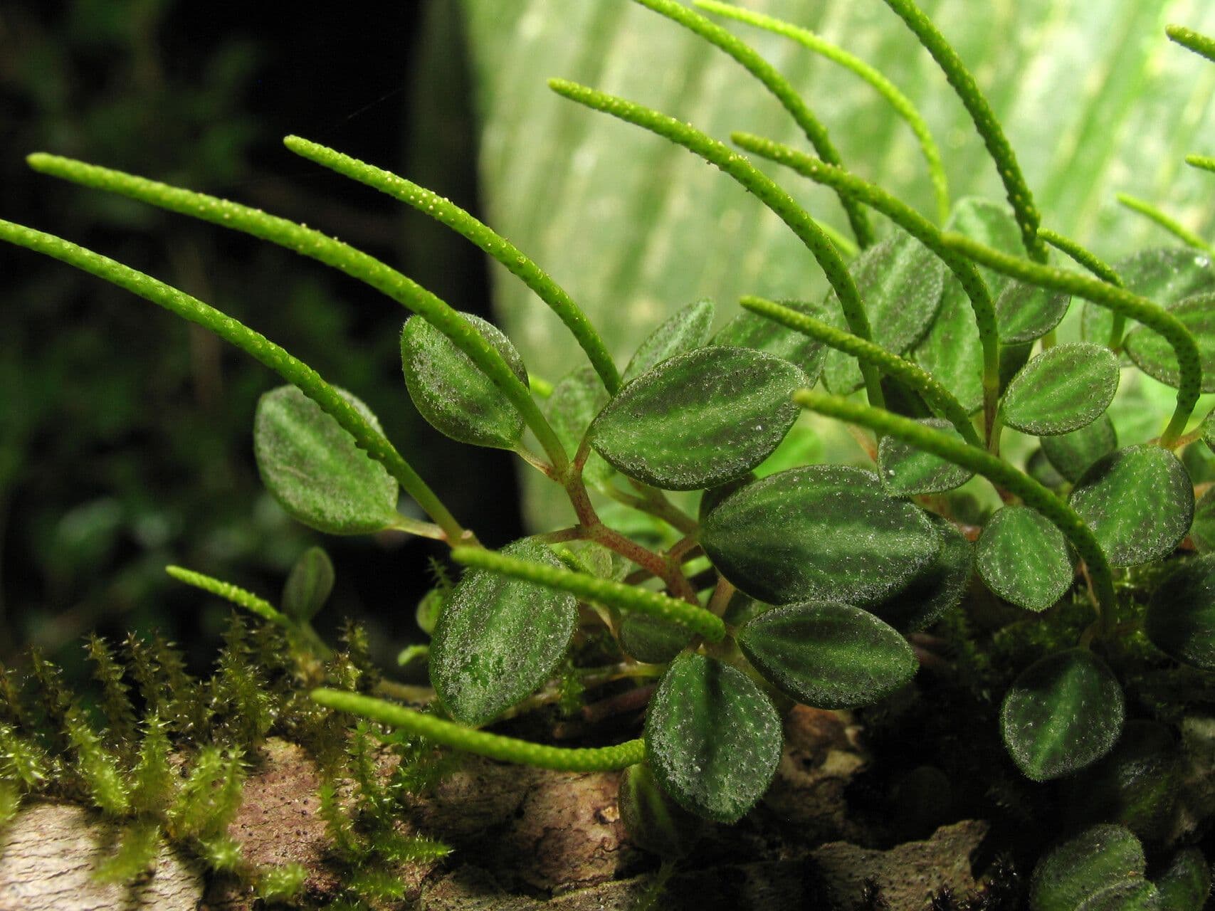 Peperomia 4