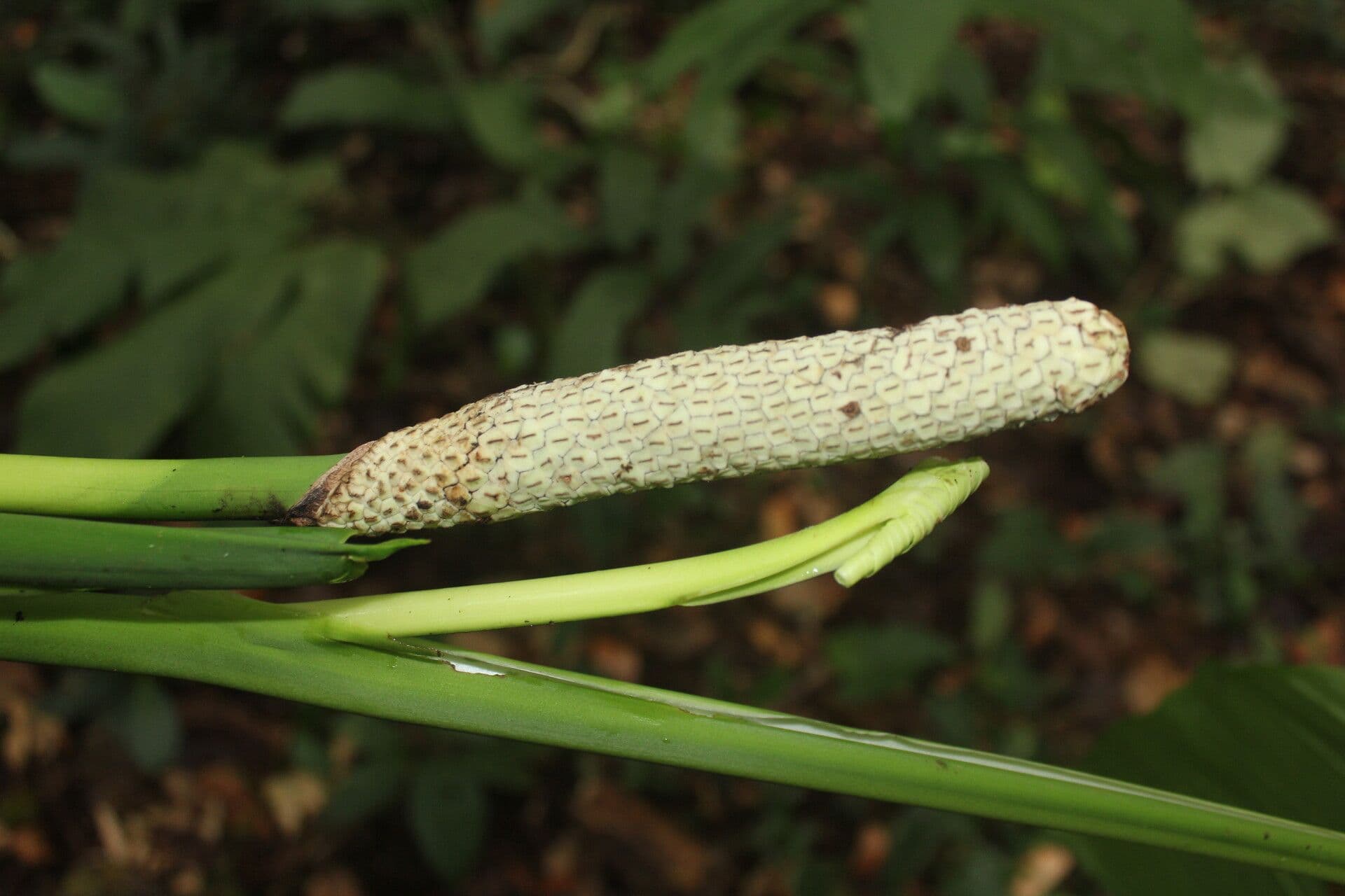 Berg-Monstera 9
