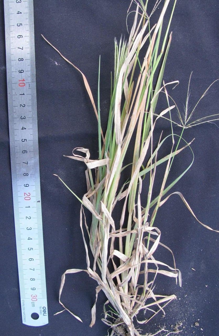 Chloris promienna 7