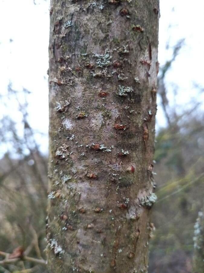 Essigbaum 24