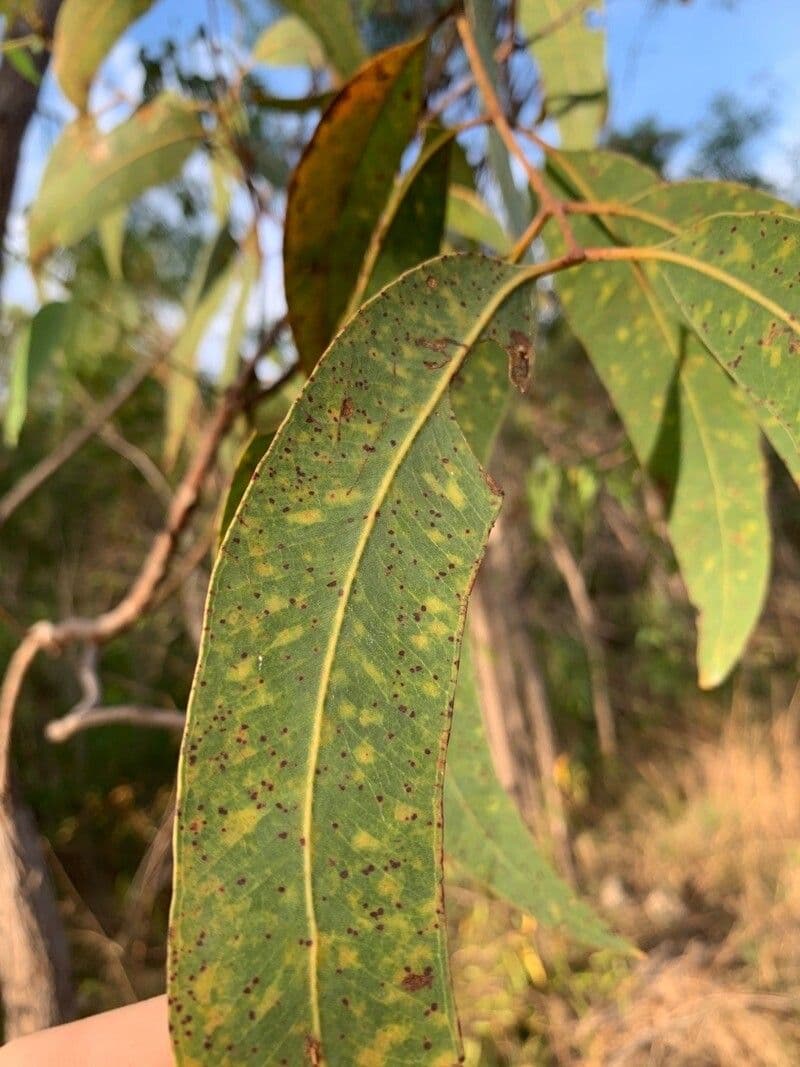 Eukalyptus" 7