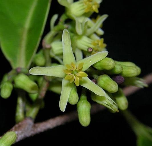 Sacoglottis 2