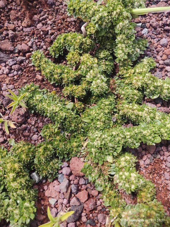 Erba morbida