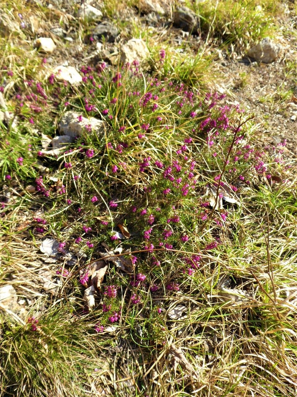 Erica herbacea 9