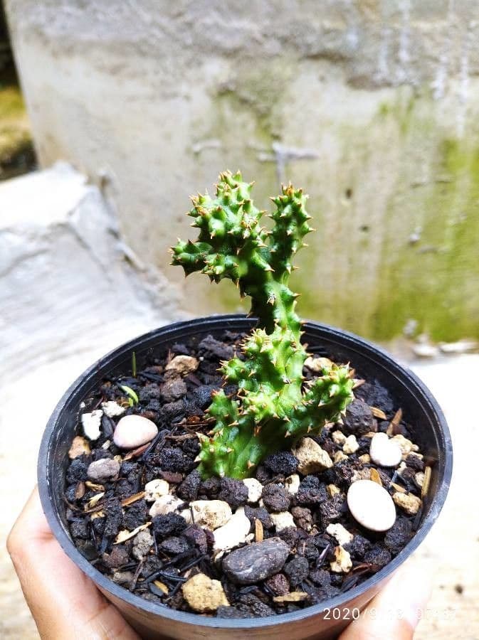 Edithcolea 10