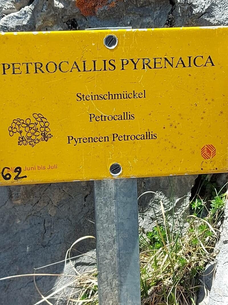 Felsensimo 17