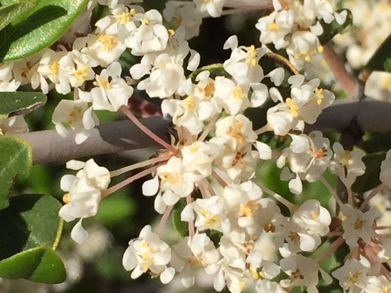 Ceanothus 7