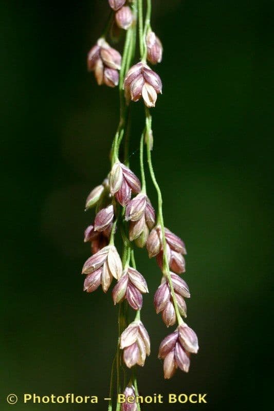 Glyceria striata 6