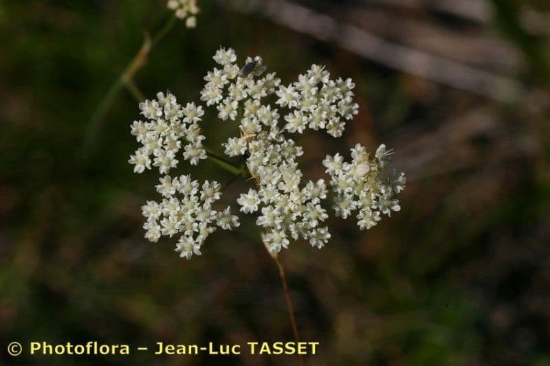 Pimpinella tragium 7