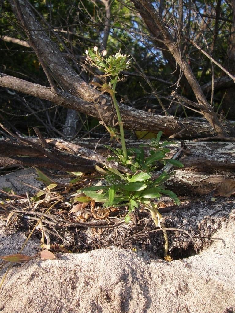 Lepidium