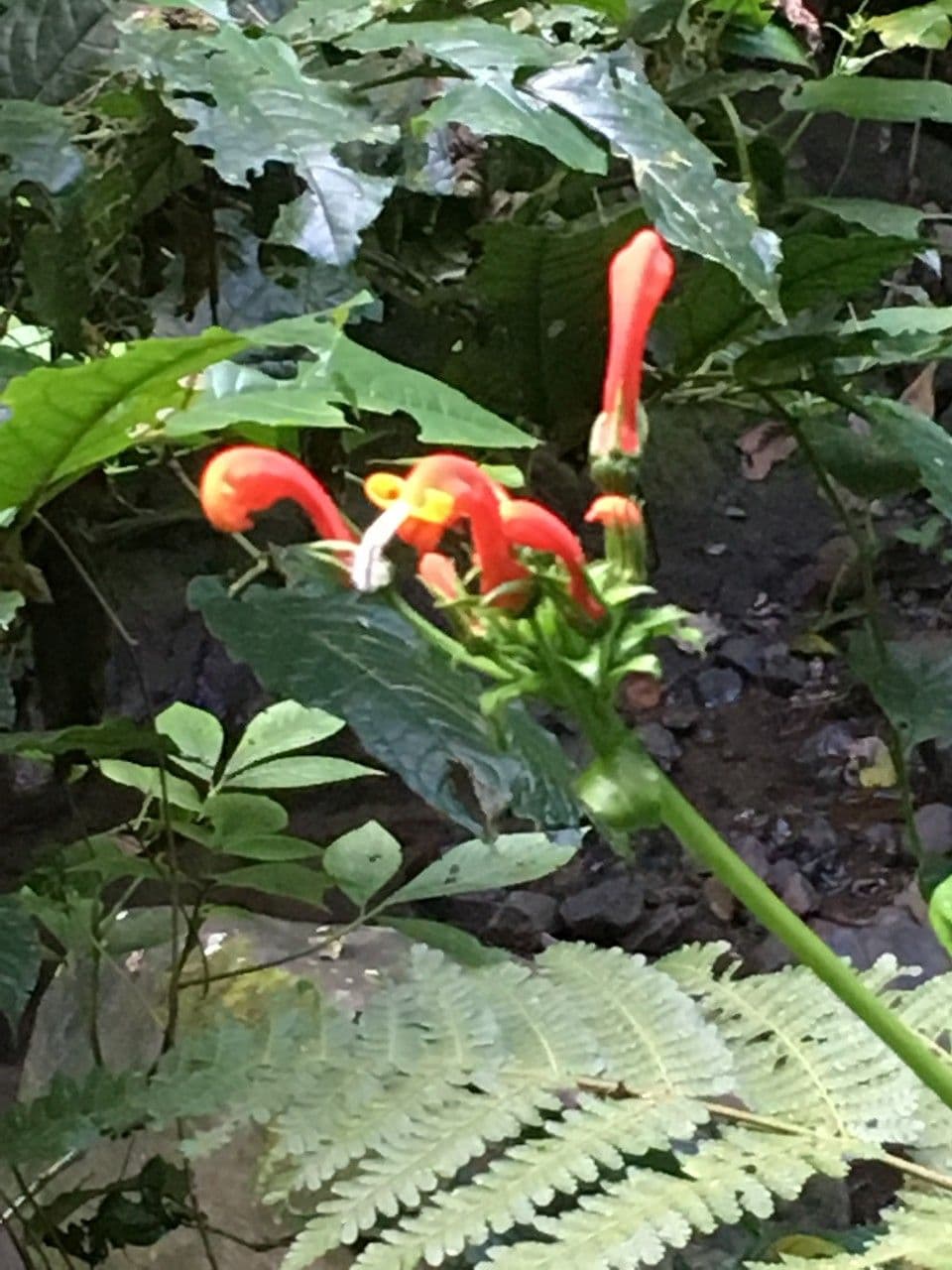 Centropogon 10