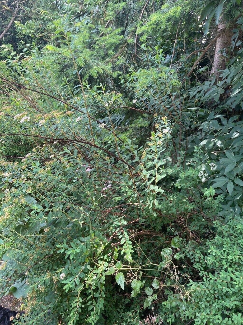 Spirea giapponese 14