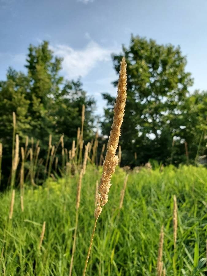 Scagliola arundinacea 3
