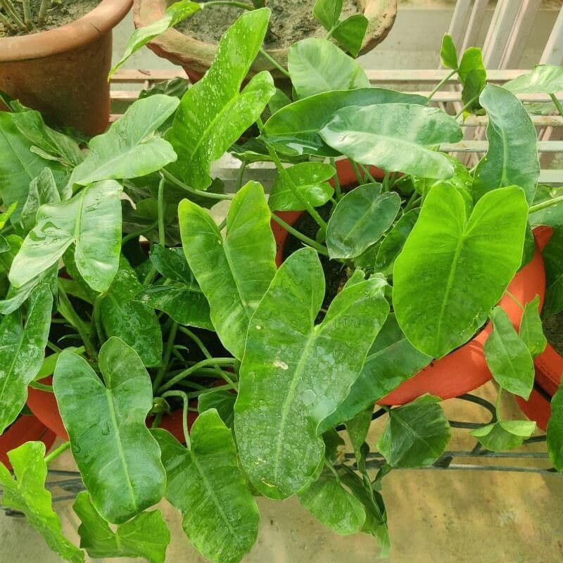 Filodendron Burle-Marxa 7