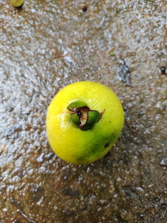 Guayaba 4
