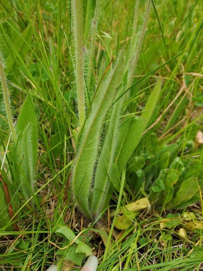 Pilosella caespitosa 12