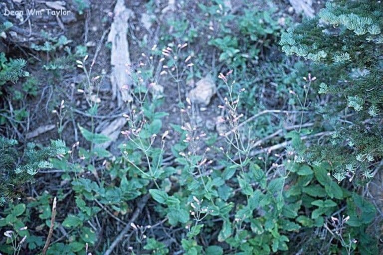 Penstemon 5
