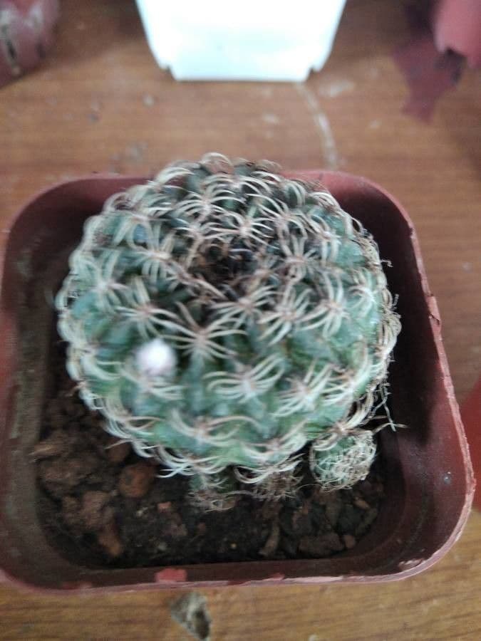 Gymnocalycium 2