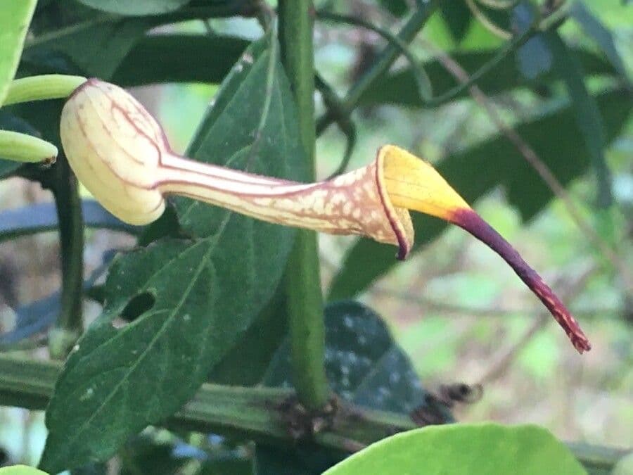 Aristolochia 2