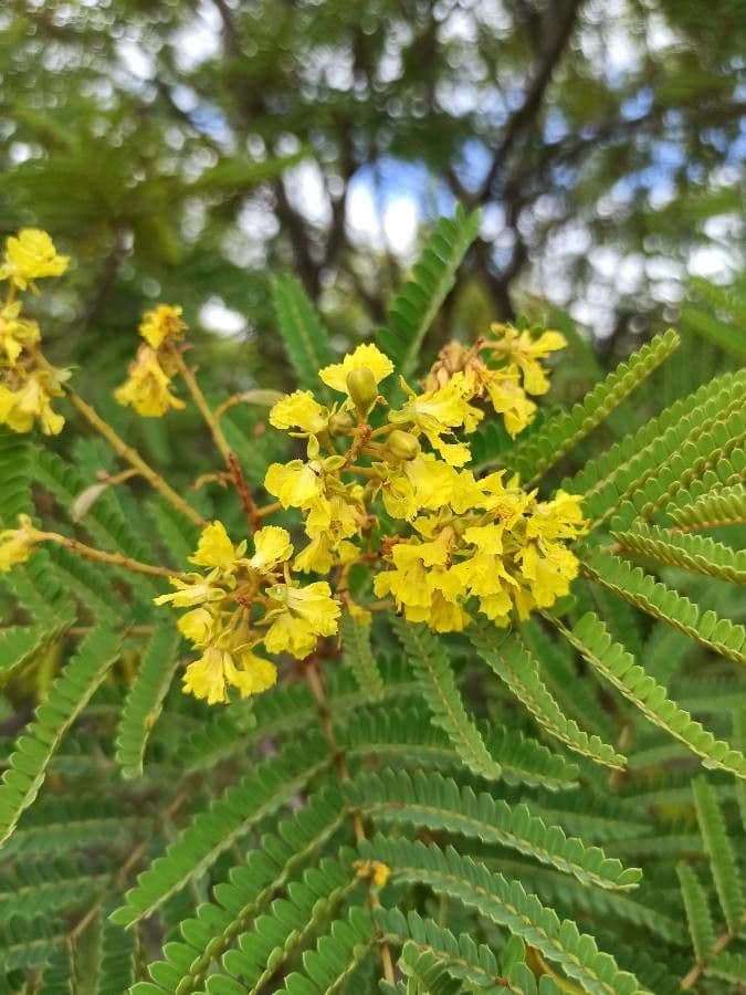 Peltophorum africano 8