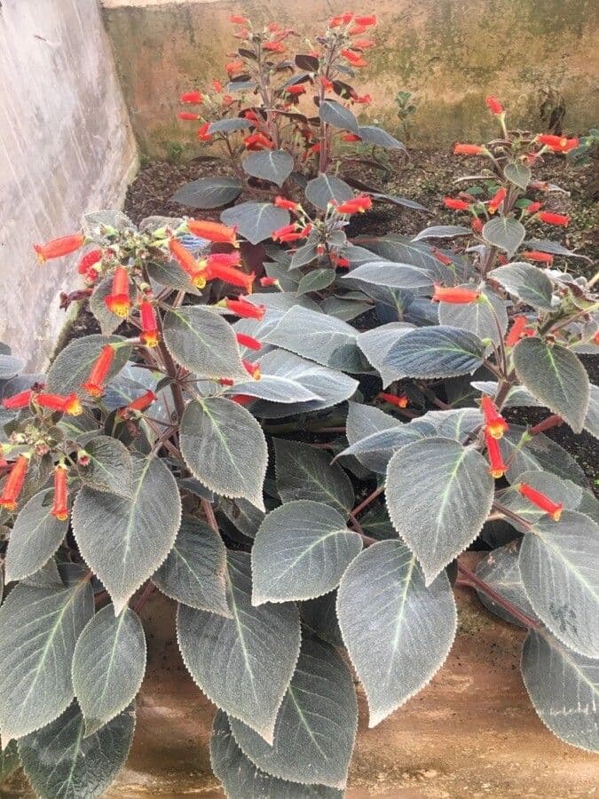 Kohleria 8
