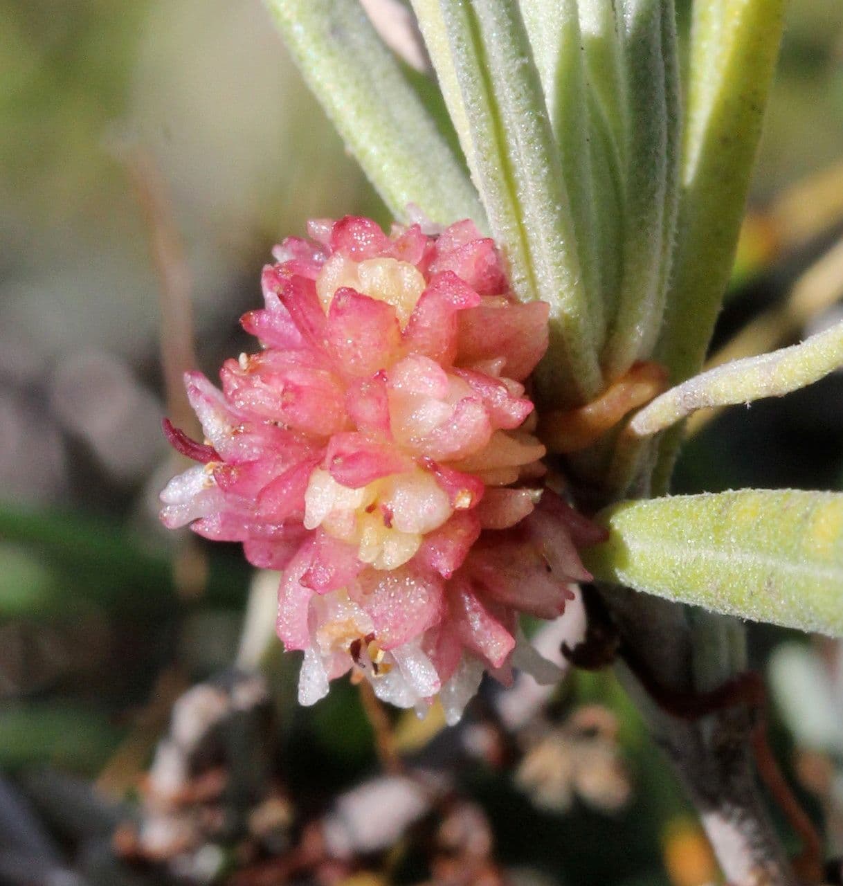 Cuscuta a semi piccoli 5