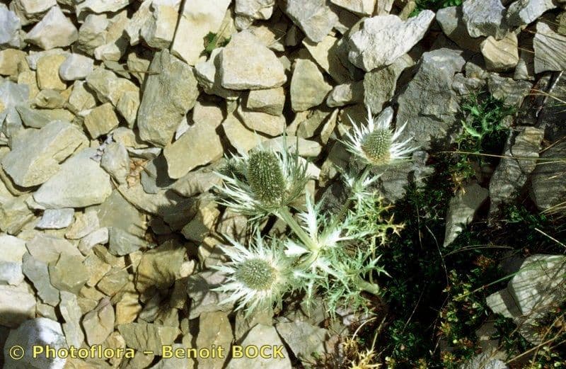 Panicaut blanc 23