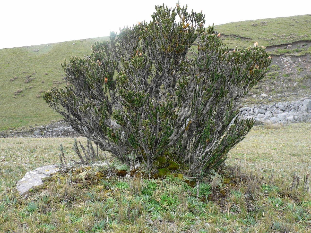 Chuquiraga jussieui 8