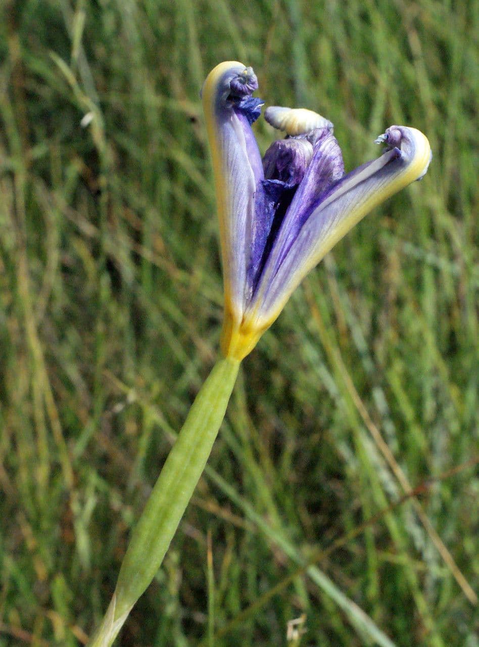 Iris xiphium 4