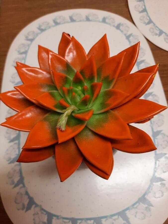 Echeveria 10