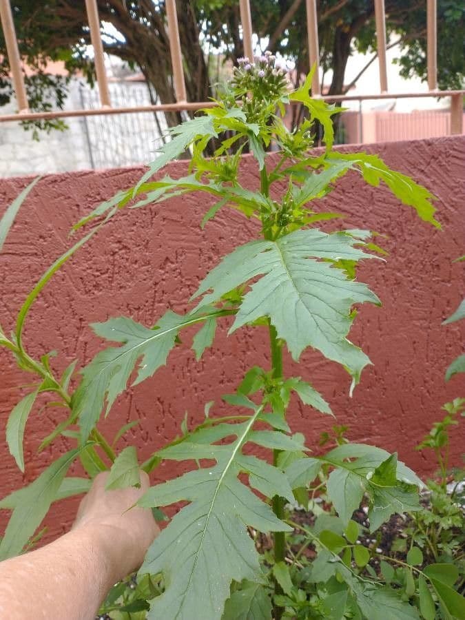Erba bruciata valerianifolia 7