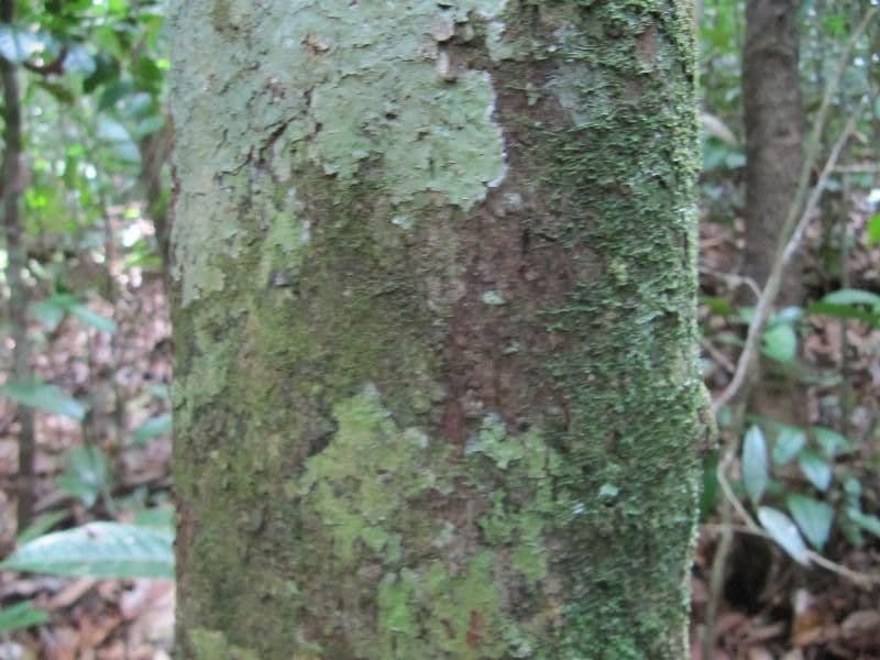 Stachyarrhena