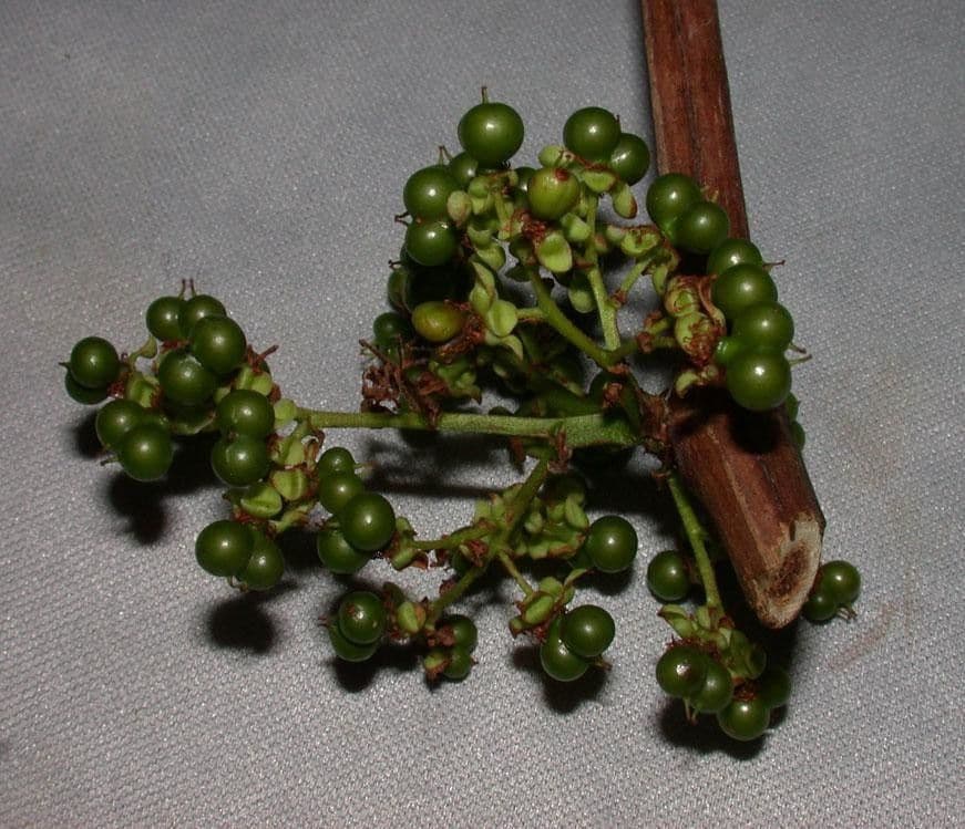 Pinzona coriacea 4