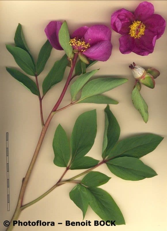 Peonia mascula 30