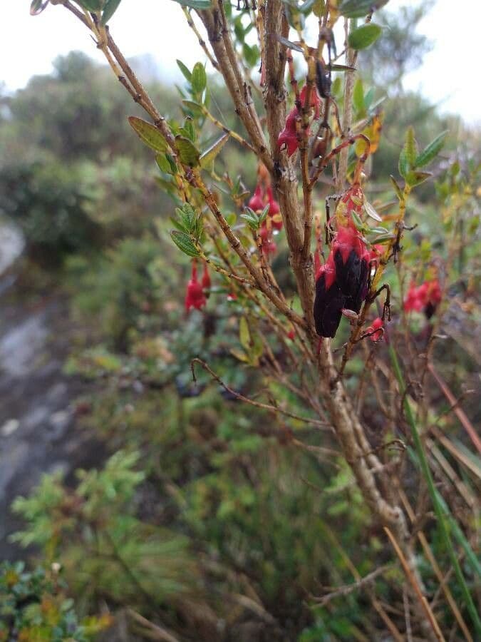 Brachyotum alpino
