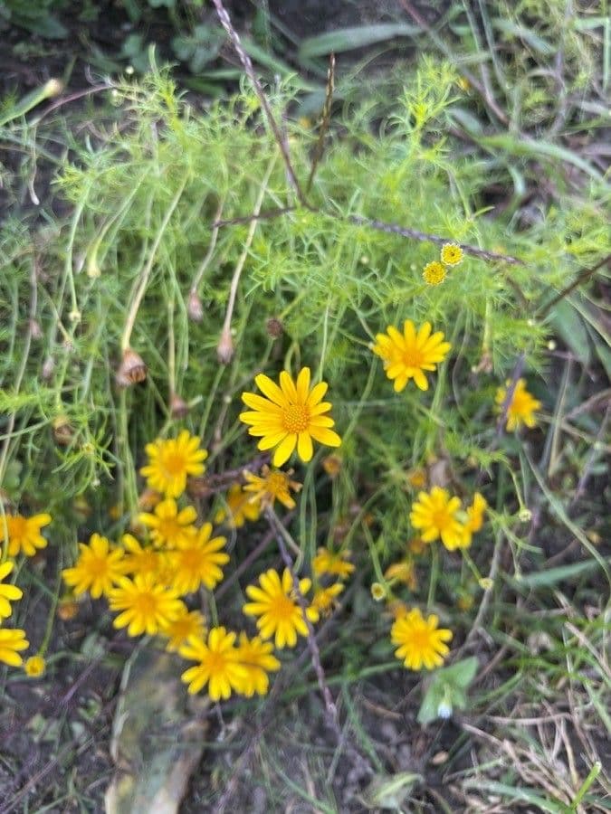 Thymophylla 2