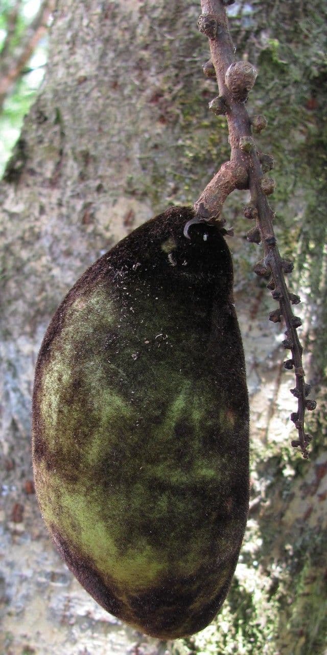 Macropsychanthus 5